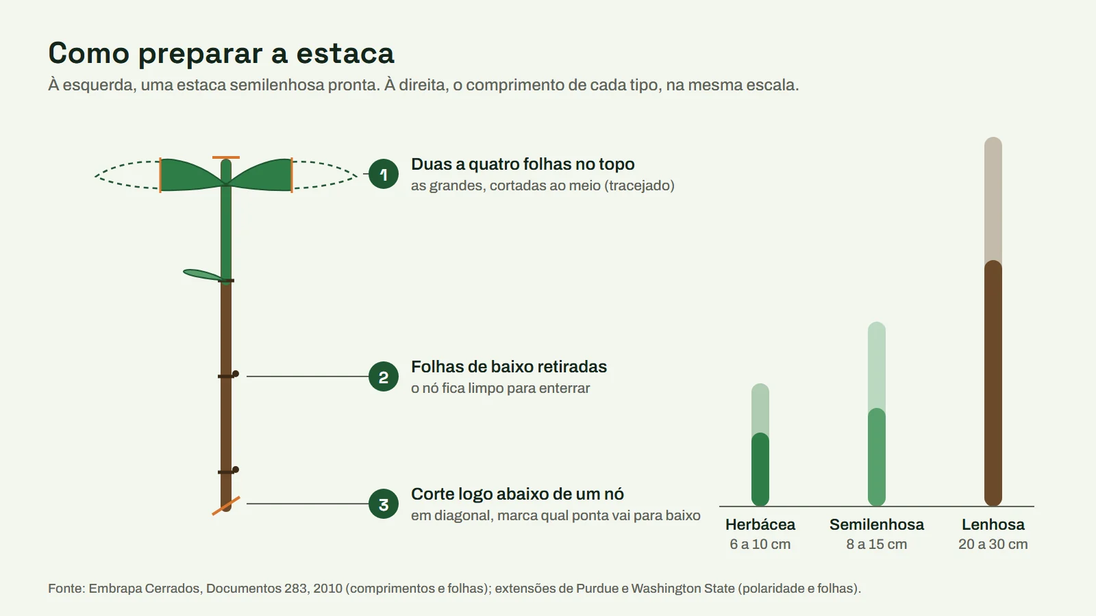 Esquema de uma estaca semilenhosa pronta, com folhas do topo cortadas ao meio, folhas de baixo retiradas e corte em diagonal abaixo do nó, e o comprimento de estaca herbácea, semilenhosa e lenhosa