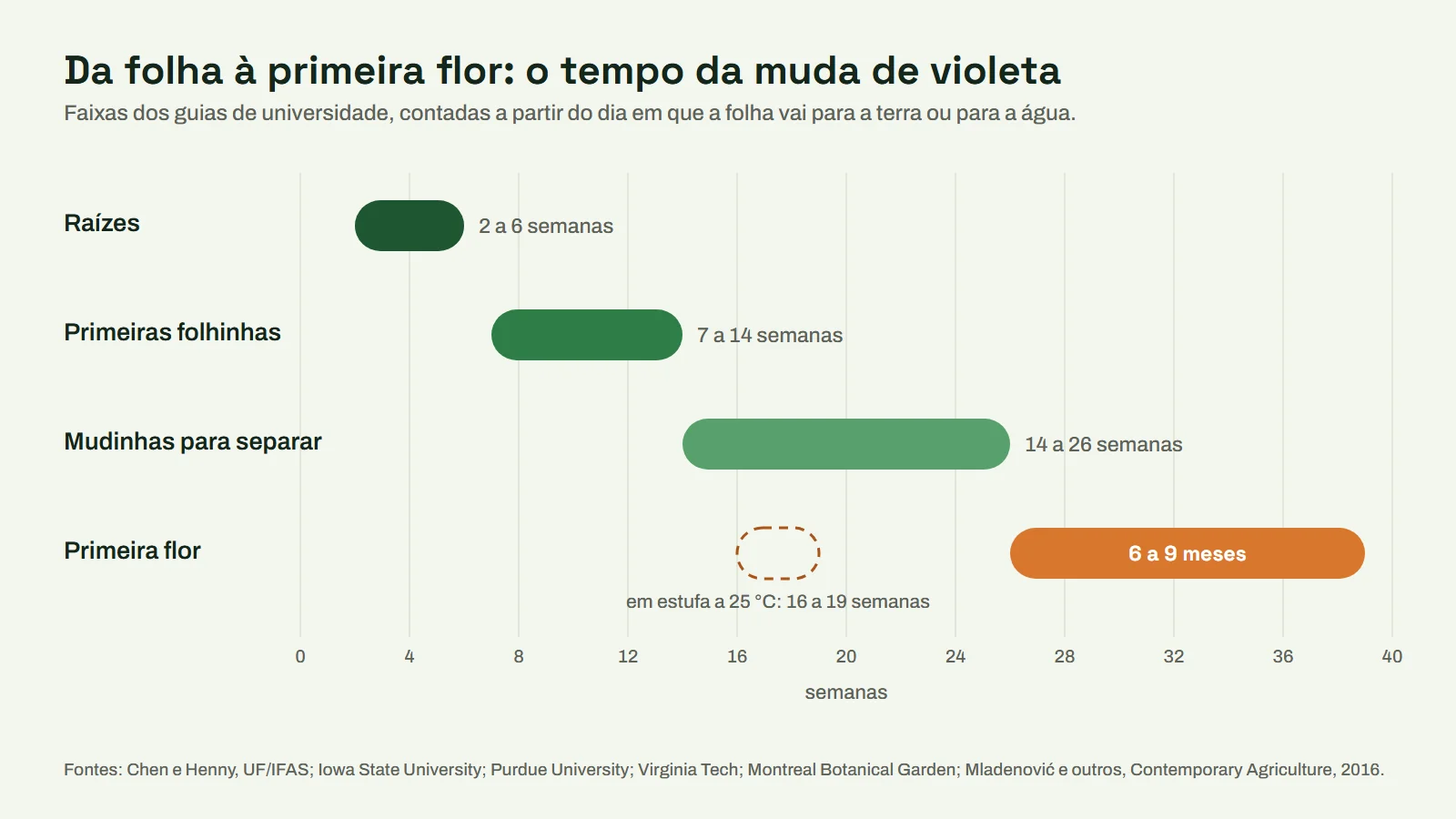 Linha do tempo da muda de violeta pela folha: raízes em 2 a 6 semanas, folhinhas em 7 a 14, mudinhas para separar em 14 a 26 e primeira flor em 6 a 9 meses