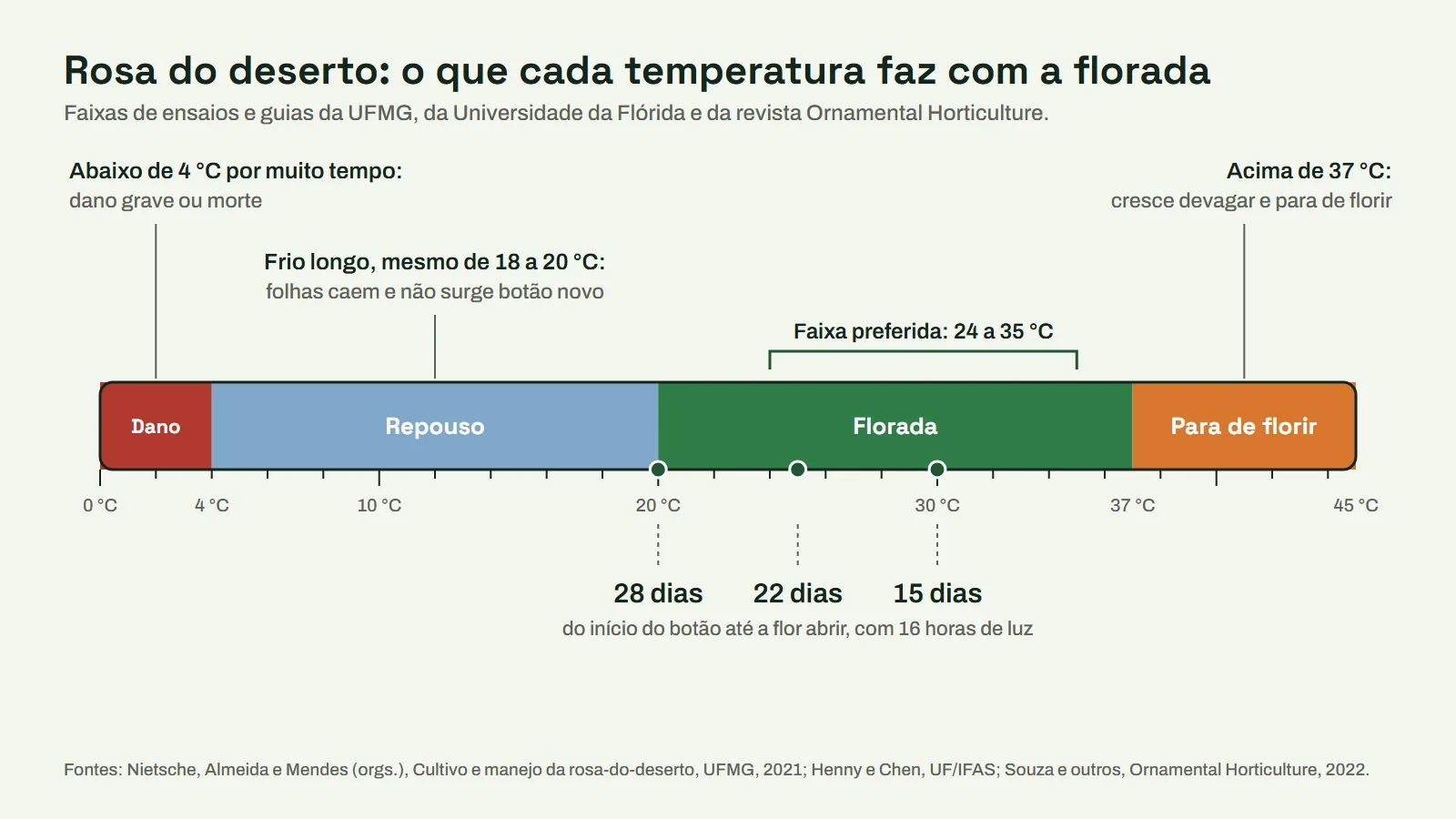 Régua de temperatura da rosa do deserto com as faixas de dano, repouso, florada e calor excessivo e os dias que o botão leva para abrir a 20, 25 e 30 graus