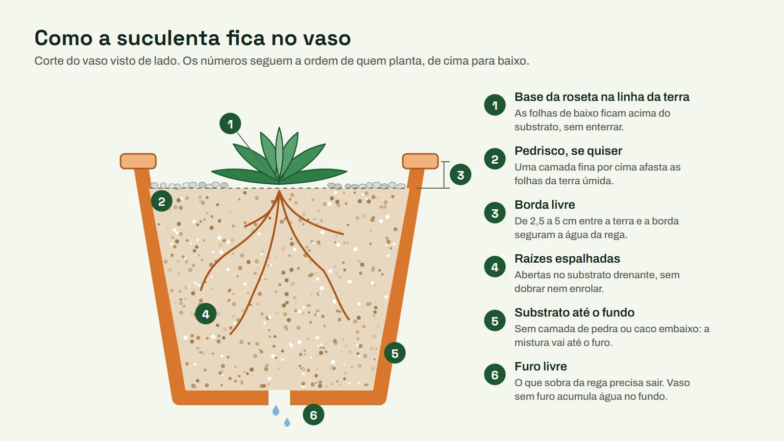 Corte de um vaso com suculenta plantada: base da roseta na linha da terra, raízes espalhadas no substrato drenante e furo livre no fundo